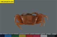 藏品(北方丑招潮蟹)的圖片